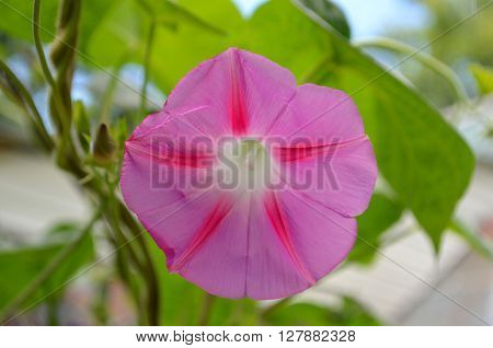 Pink Morning Glory in the morning in the garden