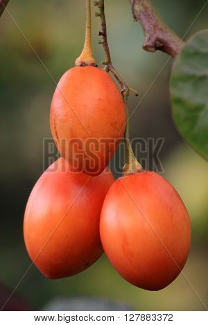 Ripe fruit on the bush Tamarillo (Cyphomandra betacea)