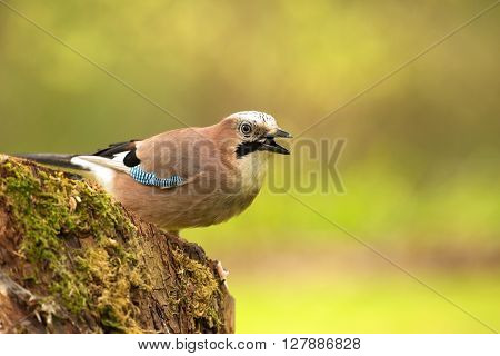 Polandearly springJay sitting on a rotten stump and swallows sunflower seed.Horizontal view.
