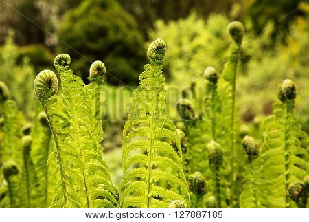 Polandspring in mayyounggreennot developed leaves Fern (Polypodiopsida Cronquist) in the morning light wth shallow depth of field. Horizontal view.