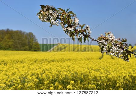 Beautiful blooming fruit tree branch. Yellow flowering fields ground road and beautiful valley nature spring landscape. (Brassica napus) (Brassica napus)