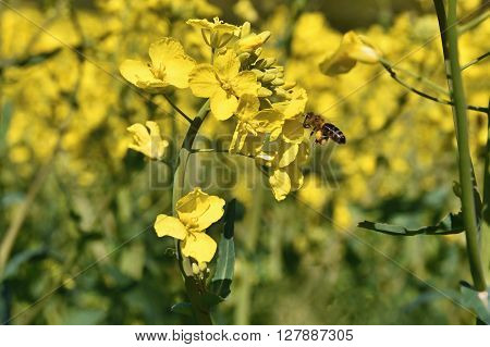 Field With Rape (brassica Napus) (brassica Napus)