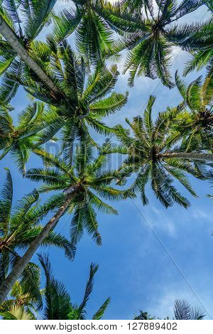 Palm Trees In Tropical Forest