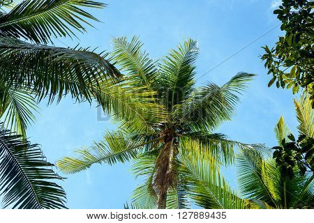 Palm Trees In Tropical Forest