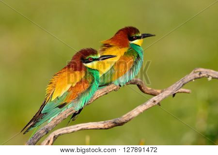 Pair Of European Bee-eater (merops Apiaster).