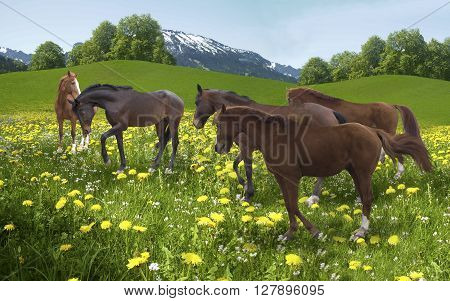 herd of horses grazing in a red suit on a meadow among dandelions on a background of mountains