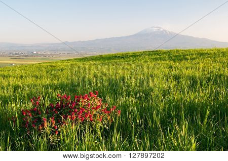 Landscape Of Sicily
