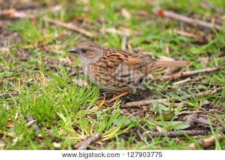 A Dunnock also known as Hedge Sparrow in grass