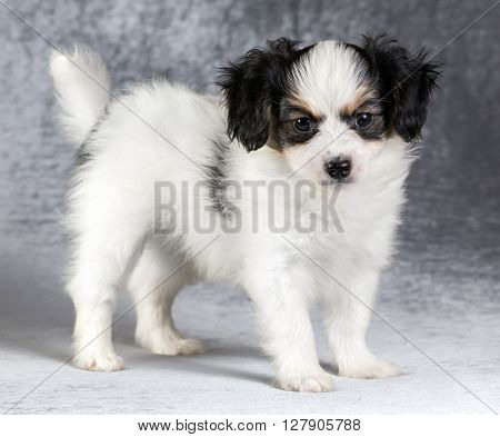 Cute puppy of the Continental Toy spaniel - Phalene -on a gray background