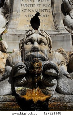 Grotesque marble monster looks at the black pigeon over his head among strange fish or dolphins. A detail from the baroque fountain in front of the Pantheon in Rome