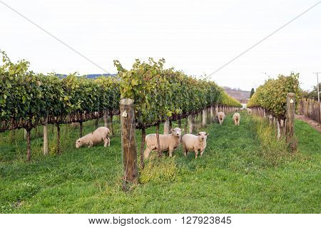 Sheep Grazing in Vineyard in Gisborne, NZ