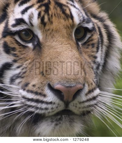 Siberian Tiger