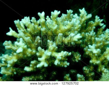 Low key of branching coral colonies in the coral reef