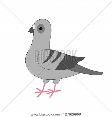 Dove bird. Gray Pigeon Cute cartoon character on white background. Isolated. Pigeon icon Flat design Vector illustration