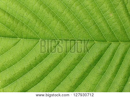 Green leaf texture. Green leaves background. Green leaf macro