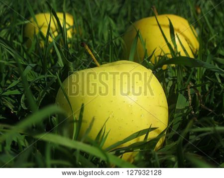 Big wet yellow fresh apples on a spring field of green grass