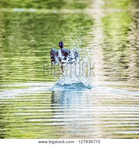 Mallard Duck - Anas Platyrhynchos - Fly Out Of Water, Beauty In Nature
