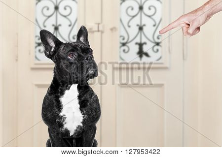 Owner Punishing His Dog