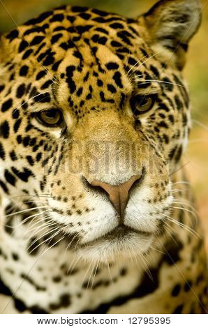Jaguar - fehér háttér előtt oroszlánt