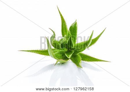 Aloe vera plant isolated on white background