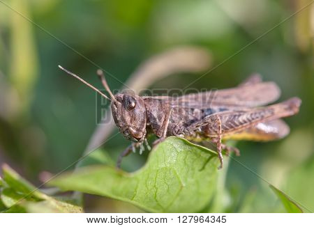 a grasshopper on leaf. A Close up