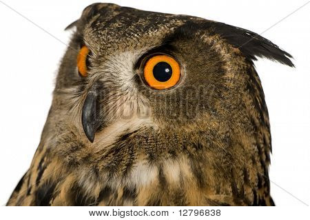 Coruja de águia Eurasian - Bubo bubo (22 meses) na frente de um fundo branco