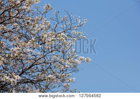 Pink trumpet tree flower blooming in Thailand's summer