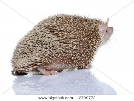 Vista laterale della Lesser Hedgehog Tenrec, Echinops telfairi, davanti a sfondo bianco