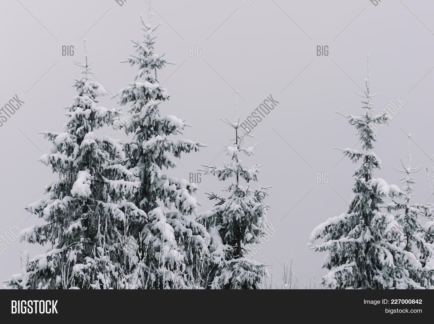 christmas snow covered fir powerpoint template christmas snow