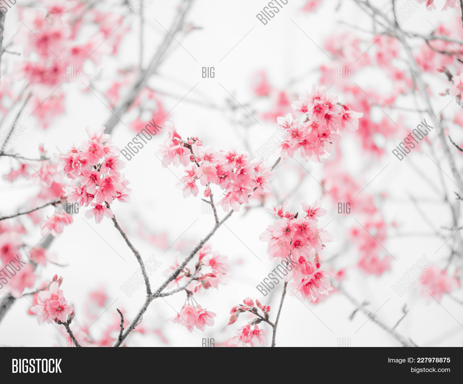 red sakura powerpoint background powerpoint template red sakura sakura powerpoint template