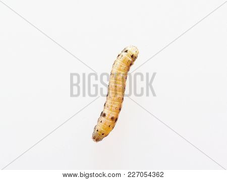 Brown And Black Worm Or Green Caterpillar Isolated On White Background, Which Eat Green Leaves Befor