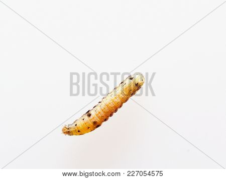 Brown And Black Worm Or Green Caterpillar Isolated On White Background, Which Eat Green Leaves Befor