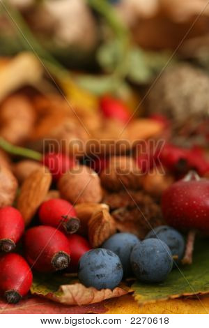 Efteråret eller falde farve farve bær, nødder og blade