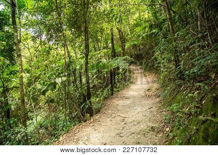 Trail In The Forest