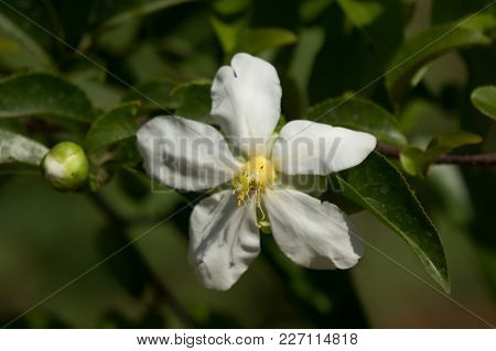 Fried Egg Tree Or  Oncoba Spinosa Forssk.