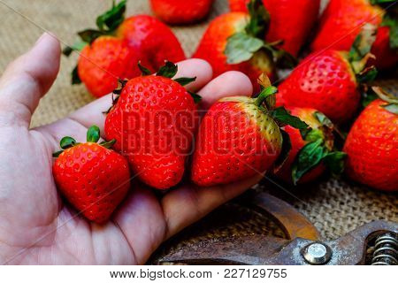 Handful Of Strawberries On Nature Background, The Sun, The Sun Shines From Behind