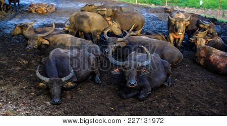 Buffalo