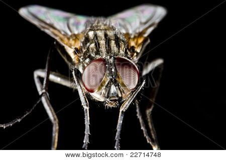 Wąż Fly