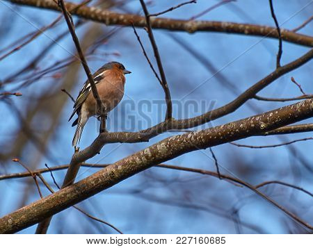 Small Bird On Branch In Forest Spring Time