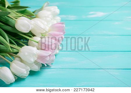 Pink And White Very Tender Tulips On Green Blue Wooden Background. Copyspace