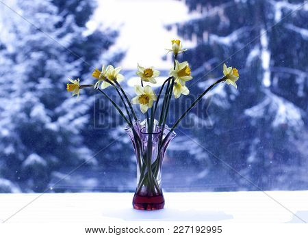 Beautiful Bouquet Of Spring Yellow Narcisus Flowers In A Glass Vase On Winter Nature Blurred Backgro