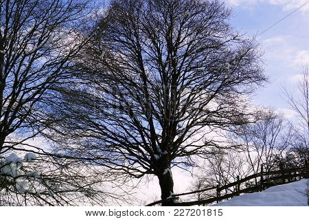 Winter Sunny Forest Trees And White Grass. Nature Wood Sunlight Background. Beech Tree And Sun. View