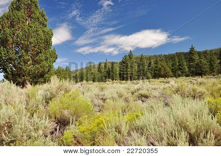 San Gorgonio 언덕