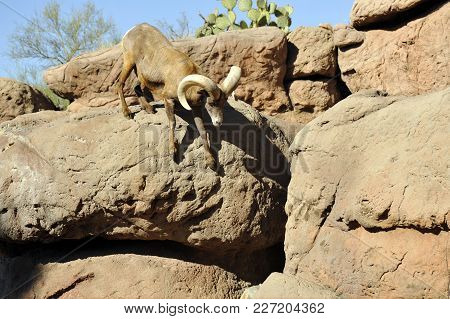 Bighorn Sheep Ram Jumping Mountain Cliff Boulders