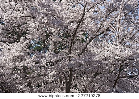 Yoshino Cherry Tree In Blossom