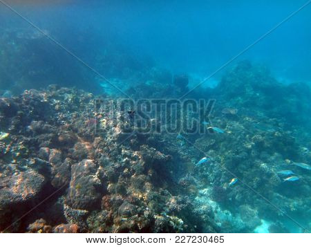 Sealife Of Champagne Bay, Espiritu Santo, Vanuatu