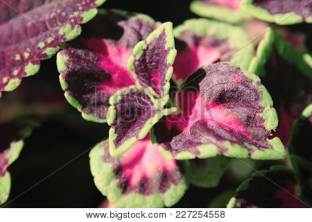 Purple Green Potted Flower Coleus At Nautre.
