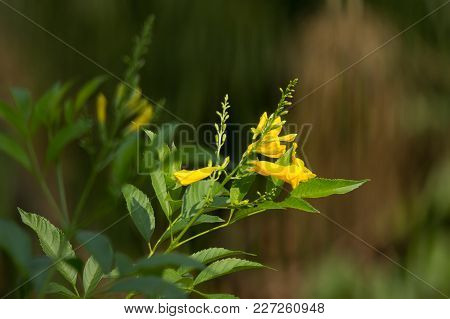 Close Up Of Yellow Flower, Yellow Elder