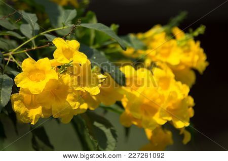 Close Up Of Yellow Flower, Yellow Elder