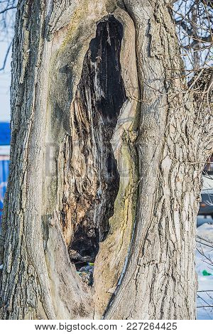 The Tree In The Form Of A Female Organ, The Concept Of Sex, Medical Diseases